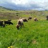 🐄😊 Ganadería -S.M.P🤗🏞️