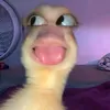 motchilila