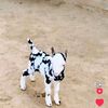 hassan_jutt680