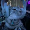 zarr_1232