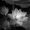 h.thanh.vn01