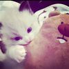 indyyy.gf