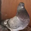 y7_ali1