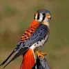 dijrj8