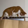 mammiljf8il