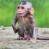 Monkey Videos