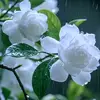 hnin.ei.khaing5189