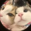 🐈