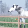 genssww