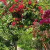 quocthong_gardenhouse
