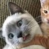 kittvz0nkyy02