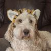 benjiwoofs