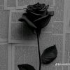 asmi_starr