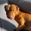 el.chapothebully