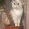 aliaa.lahlou4
