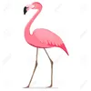 flamingo87217