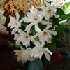 thae68282