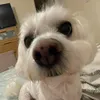 scarlett_doc