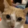 ivinez