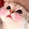 CutieCat