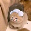 mimi_nut_0516