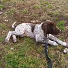 Marlon the GSP