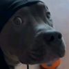 fakepucci0