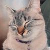 luna_meows