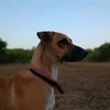 joao_silveira0