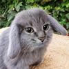 cabbit525