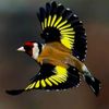 yassineoiseaux