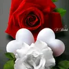 mazin.albably