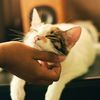 Funnypaw.friends