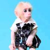 Mynu Monkey