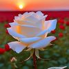hasan.hamod25