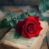 aleya.rahman36