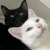 pawsometailssysy