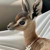 ﮼العيوف🦌