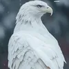 kwra.harki8