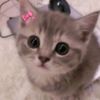 sukaa_matchaalattee