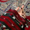 banuk.baloch45