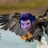 mayasticace