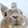 anitaditoma_