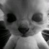 arxxiu