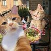 catscrystalsandclouds1