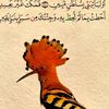 abubakarwh805
