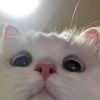daisymv3