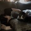 roo_roo166