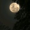 vampire_holle