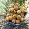 Hiếu nhỏ (dừa)